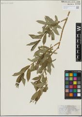 Foto von Salix lasiandra Benth.